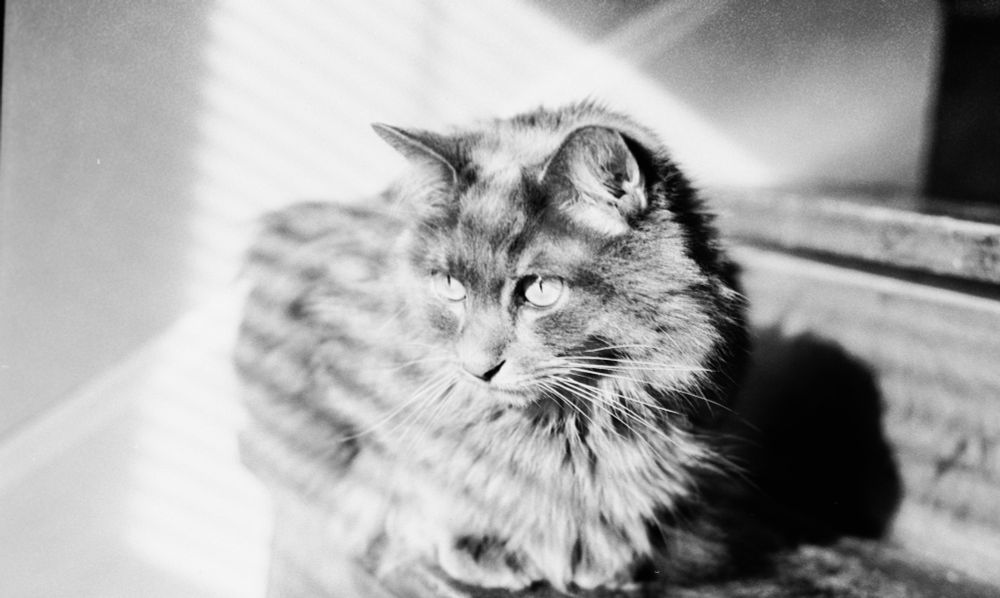 A gray cat on worn wooden steps, sitting in bright sun and catching the striped shadows of window blinds. He looks thoughtful, and is probably observing a sparrow. His fur falls into shadow to the right, creating a wealth of gray tones along the way.