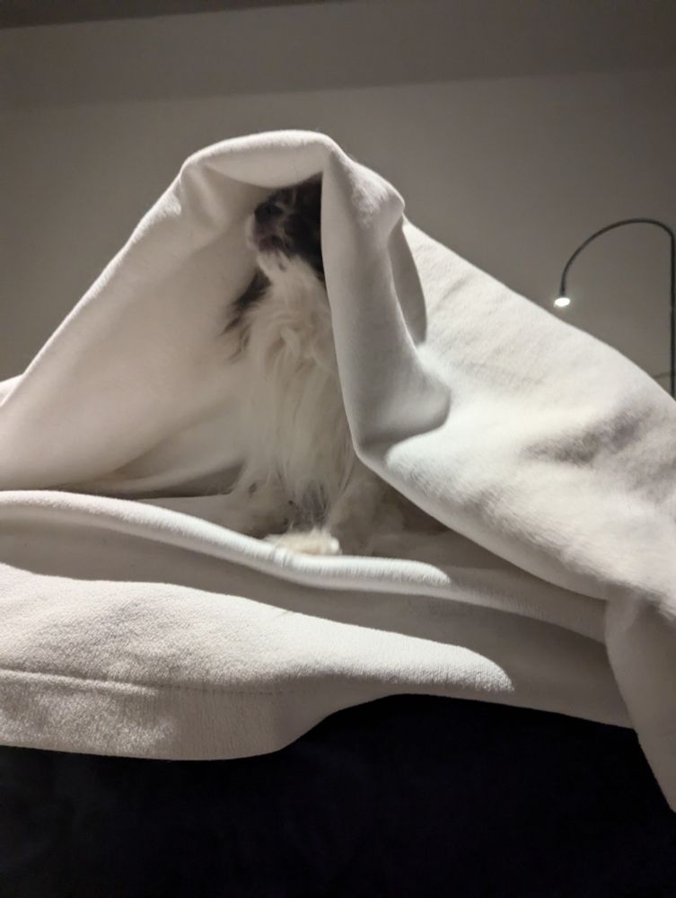 A small white fluffy dog sitting helpfully under a white blanket, helping.