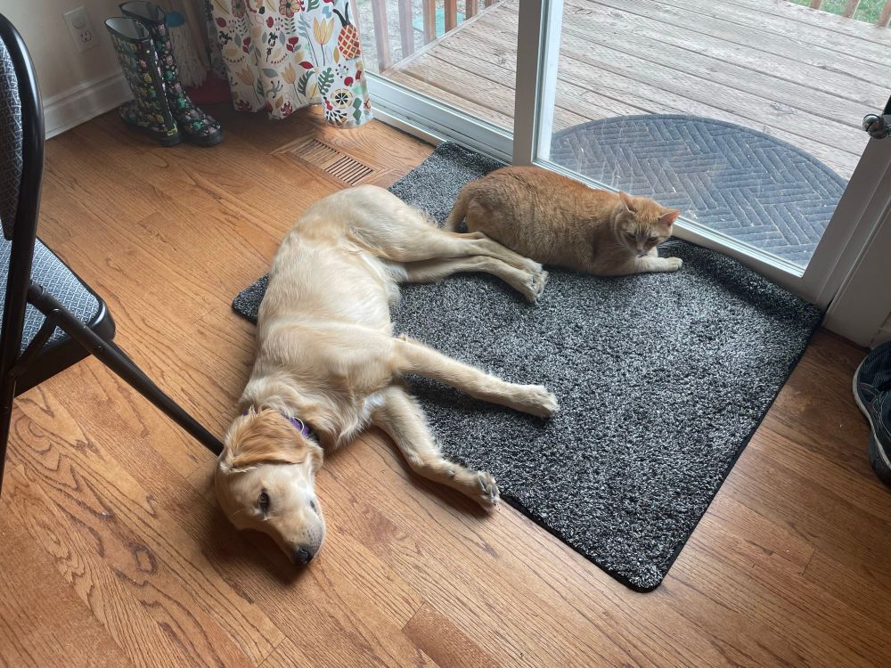 A golden retriever puppy lying next to a ginger cat on a gray rug. The cat isn’t thrilled, but she didn’t move when the puppy stretched out next to her.