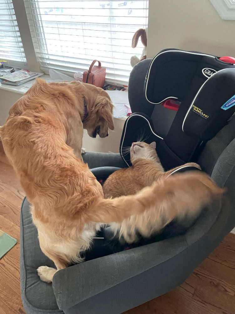 3. The golden retriever tries to sit in the cat. She hisses at him.