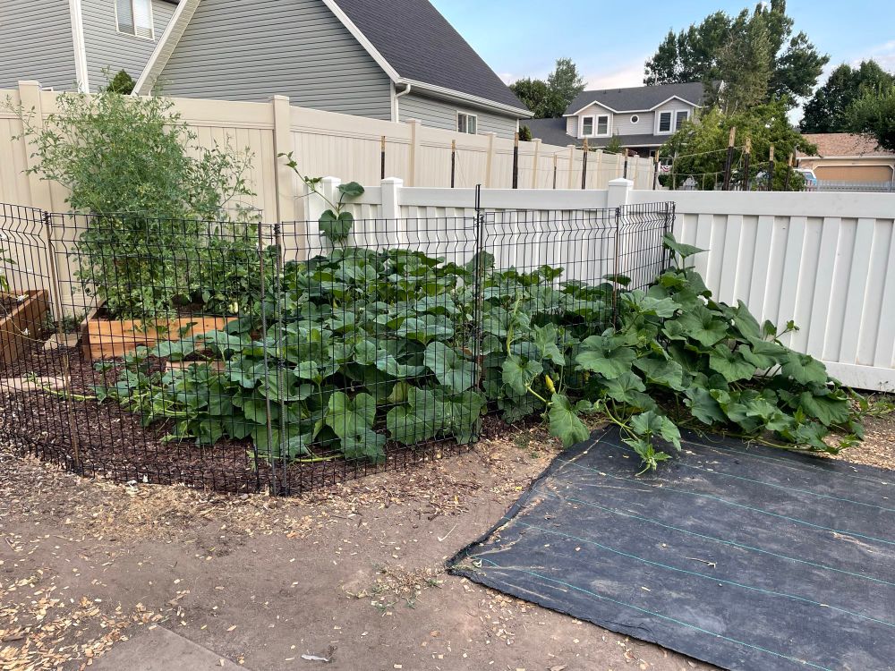 Two very enthusiastic butternut squash plants overtaking an enclosed backyard garden plot 