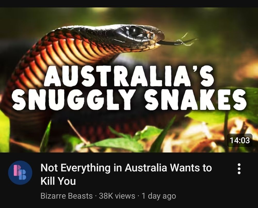 YouTube video from the channel Bizarre Beasts. thumbnail is of a snake and says "Australia's snuggly snakes". The video title is: Not everything in Australia wants to kill you