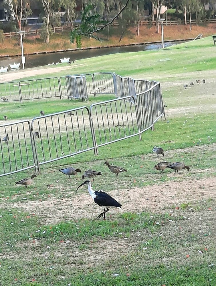 Black and white ibis bird mid stride along some green grass. Int he background is a metal fence, a river, and some brown coloured ducks.