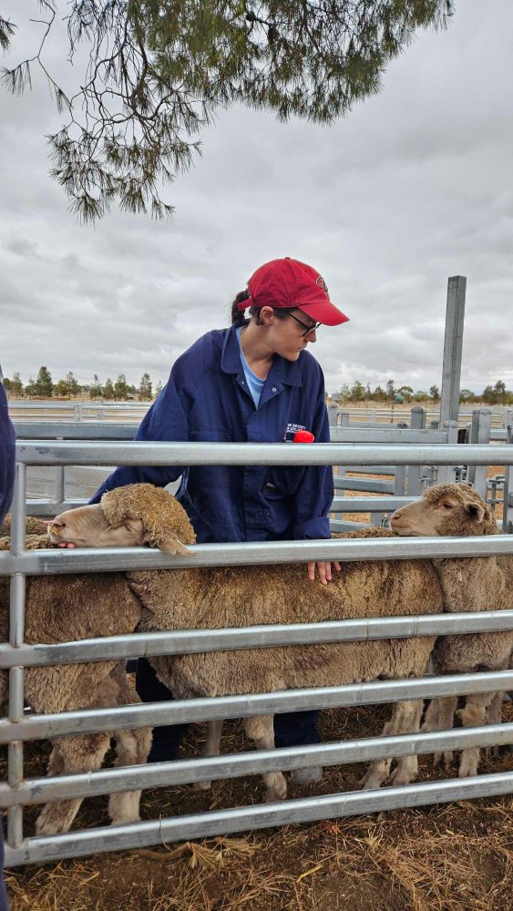 Person wearing a red baseball cap and blue coveralls in a sheep pen holding a sheep still.
