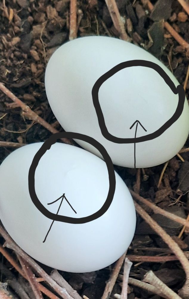 Two small white pigeon eggs sitting on top of some soil and surrounded by light brown twigs. Black circles and arrows indicating the tiny cracks (pipping) of the eggs.