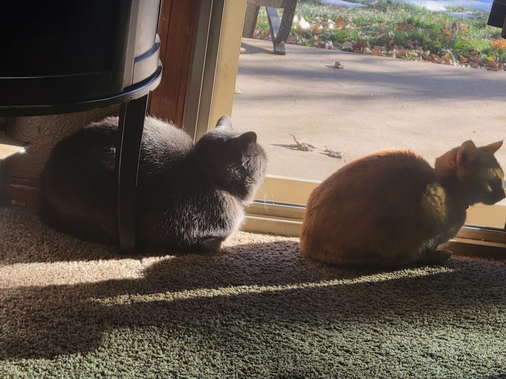 Grey cat and orange cat sitting loaf style 