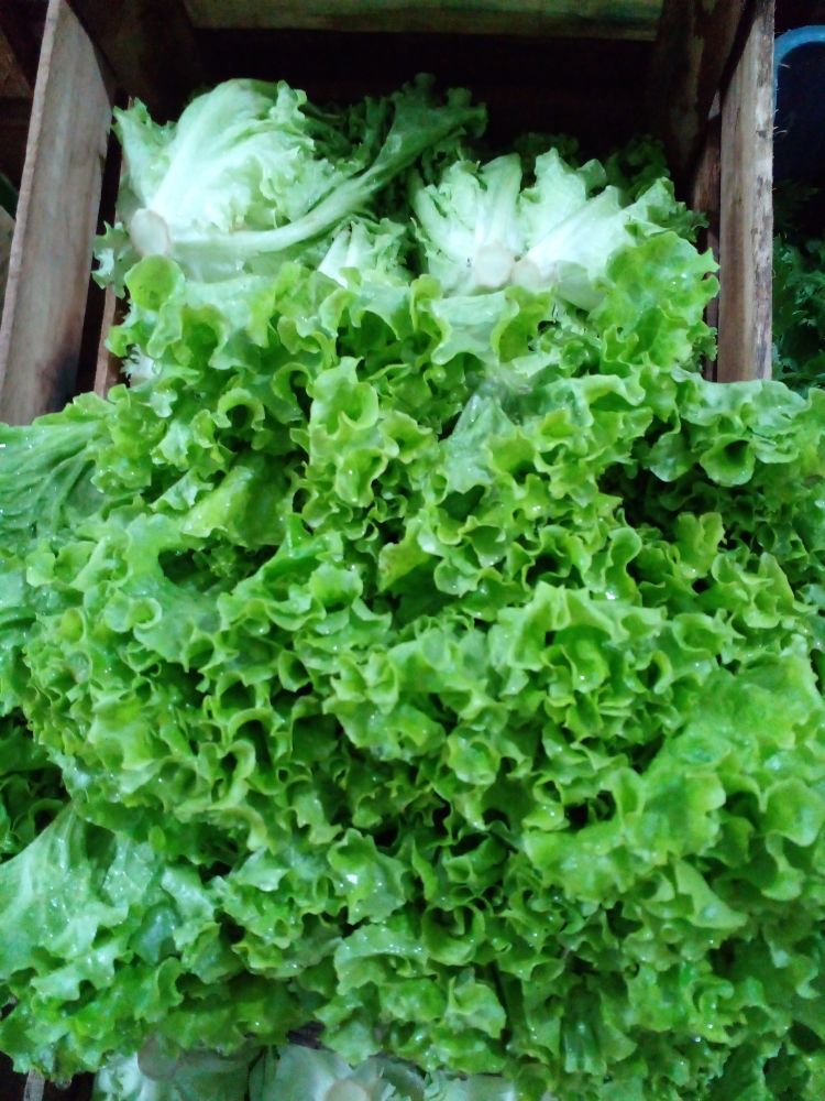 Front shot of the second lettuce type. The one we call French. The leaves are thin at the bottom and really wide at the top, smooth otherwise, and the top edges curl in waves all along the edge. These also are recently sprayed so they look a nice and  healthy green. 