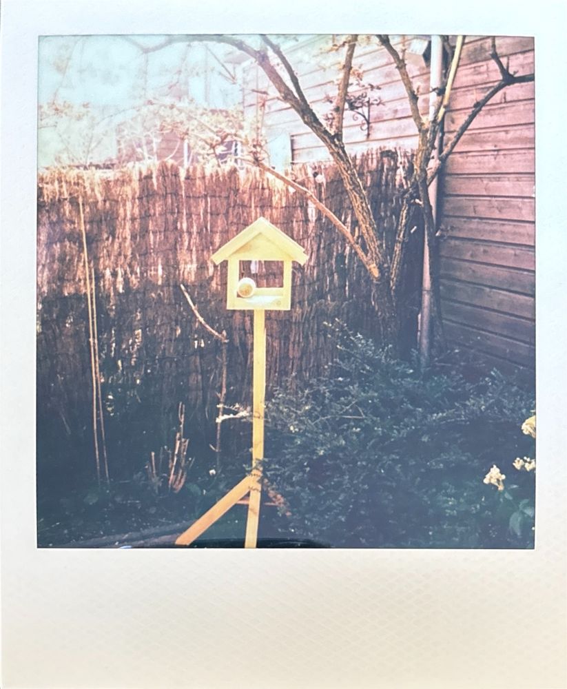Polaroid photo of a bird house in front of an elder bush.