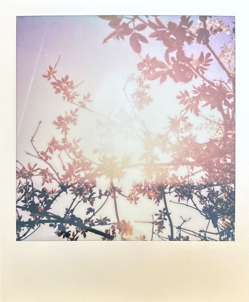 Polaroid photo of sunlight coming through elder branches.