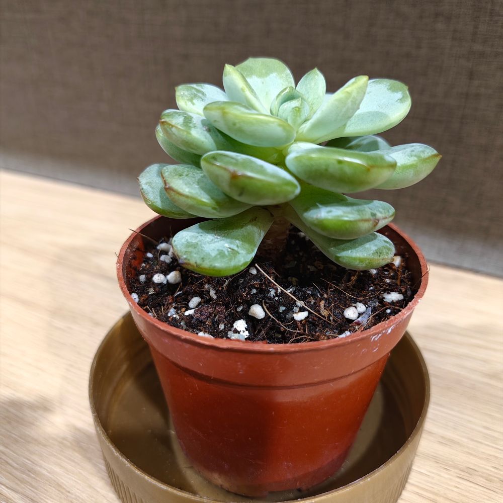 Echeveria succulent, just watered with wet soil