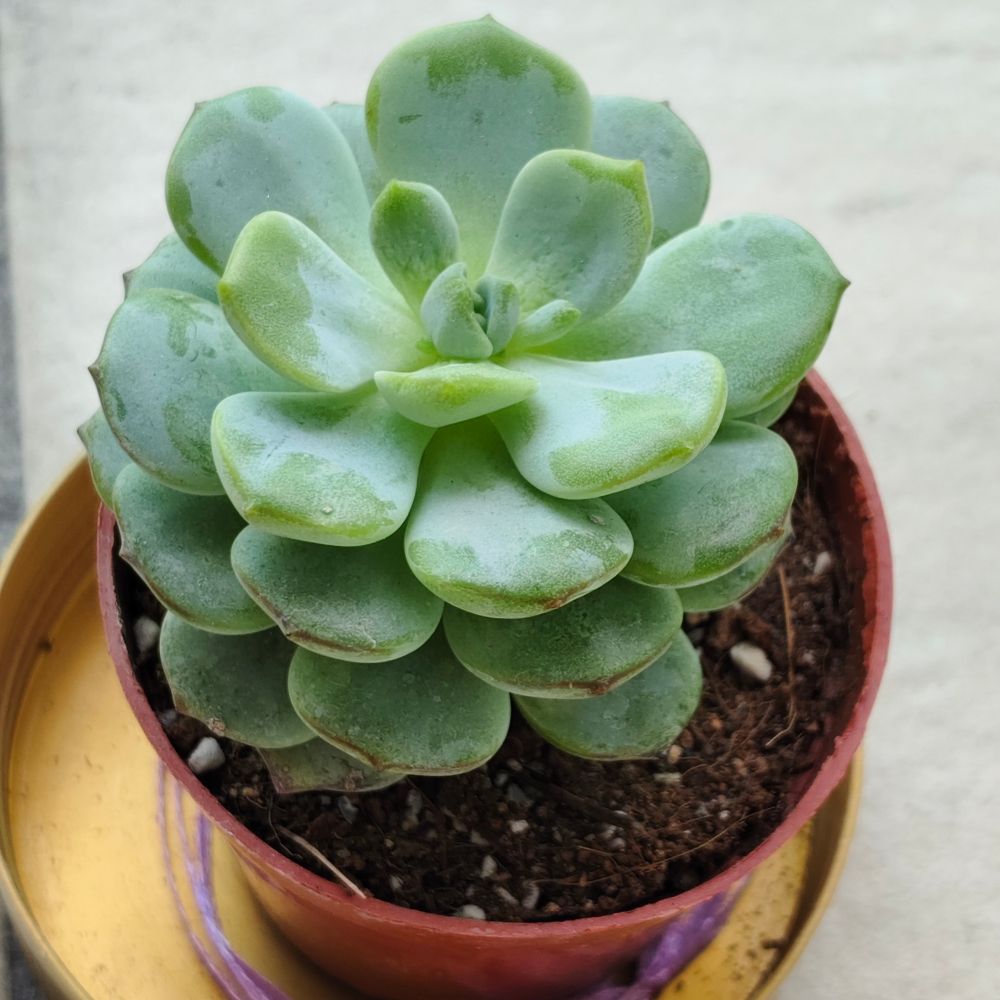 Echeveria succulent in a small pot