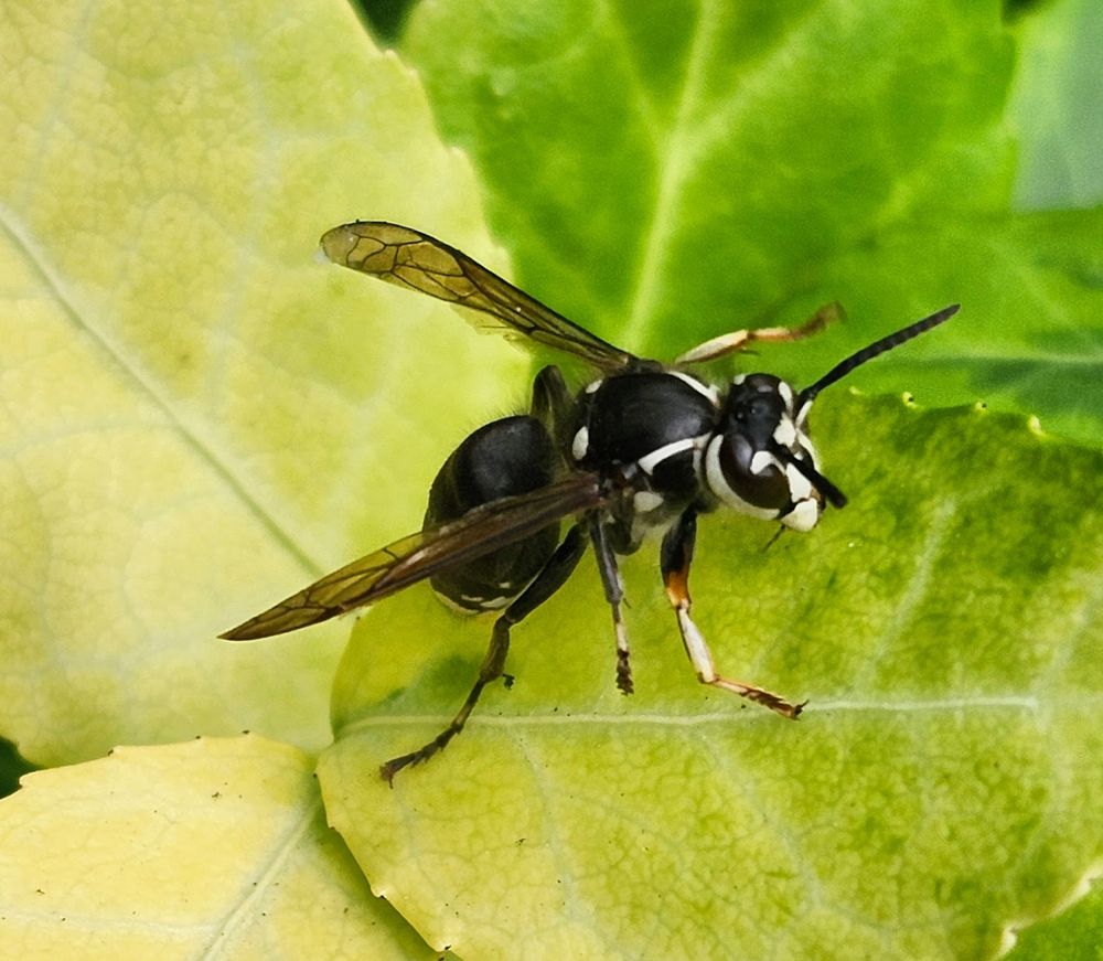 The Bald-faced Hornet is actually a wasp and distinguished from other yellow-jackets by its black and white colouring. They are known to be aggressive and will sting repeatedly when their space is threatened. Had I known that I was risking life and limb to capture the image of this large wasp, I'm not sure I would have gotten so close, but hopefully, it was worth it! 😉