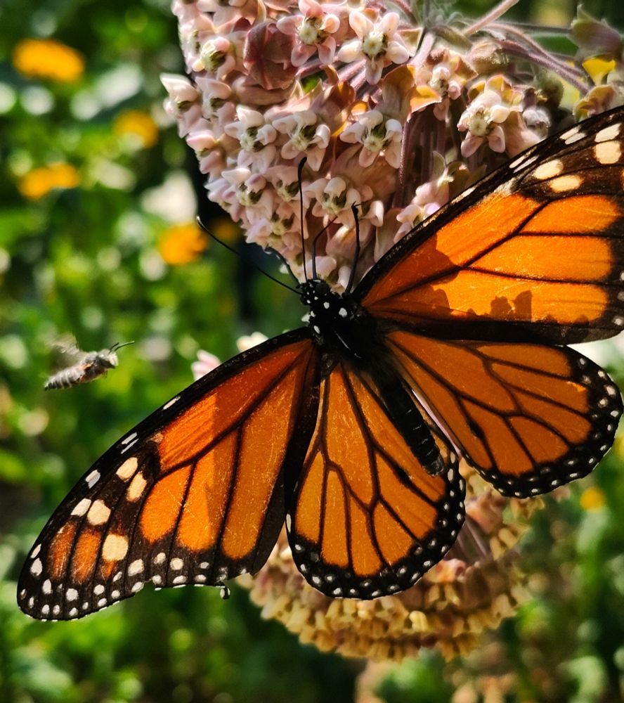 Sunshine lights the patterned orange wings of a Monarch Butterfly as it rests on Milkweed flowers. On the left side of the image, a small Honeybee flies towards the same nourishing plant.  