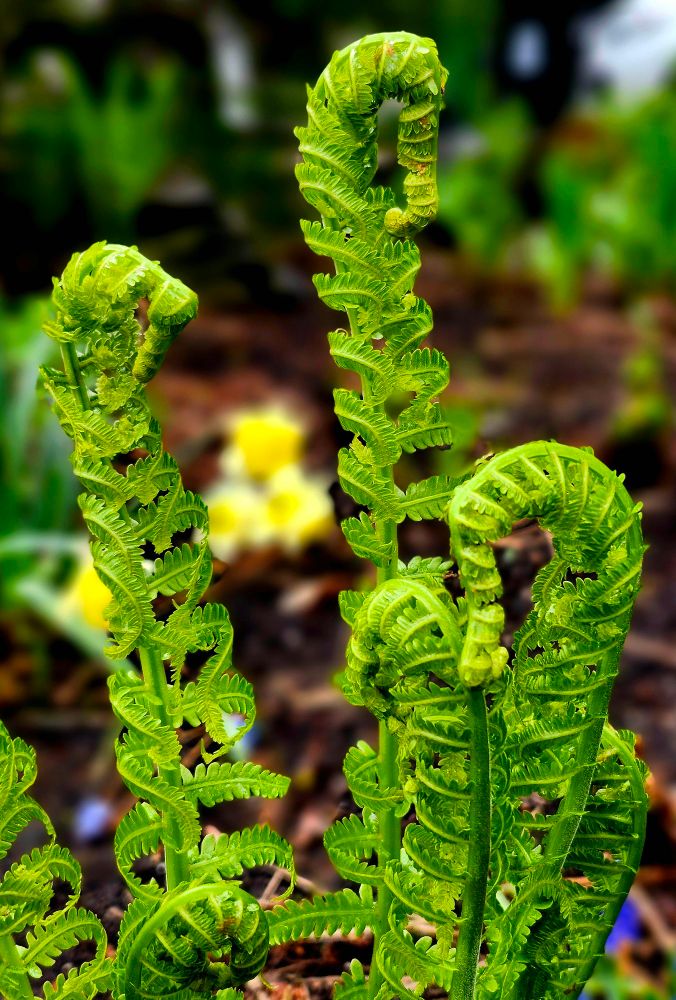 Fresh, bright green fern fronds unfurl in springtime. 