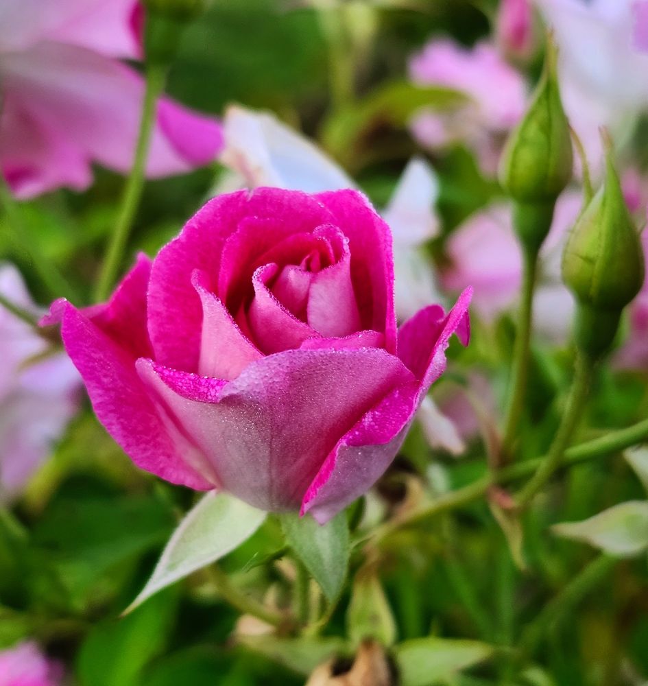 A pink Garden Rose, dotted with morning dew,  surrounded by buds, blooms, and greenery. 