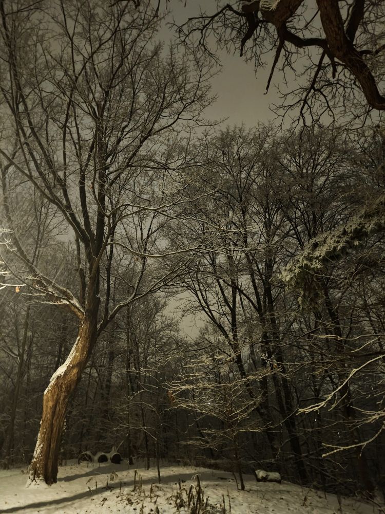 Snow decorates a copse of trees in a park, as a winter storm turns the sky behind them an unusual shade of grey.