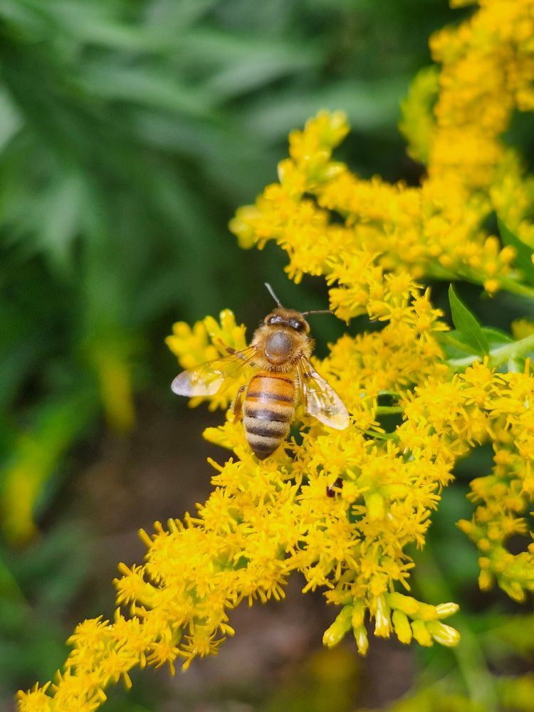 A Western Honey Bee spreads its wings while perched on a sprig of tiny yellow Goldenrod flowers. Green leaves are visible in the background. 