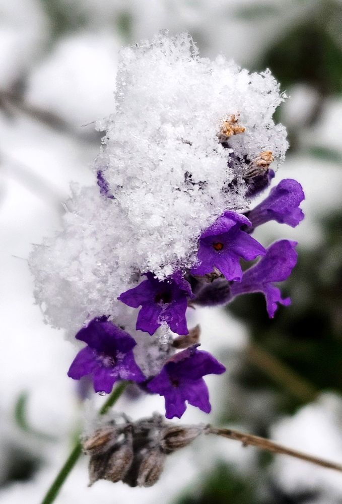 Snowflakes collect atop a sprig of still-blooming Lavender flowers. 