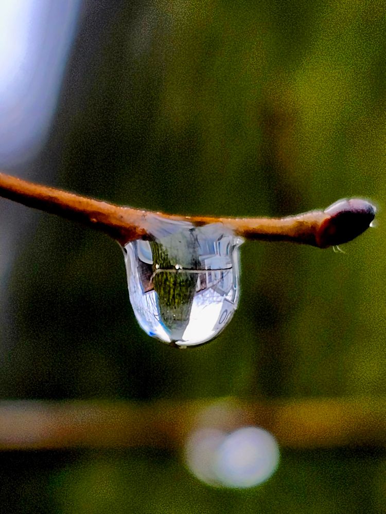 A raindrop hanging from a thin branch reflects the inverted image of the lichen-covered tree trunk behind it, as well as surrounding houses and part of a street sign. 