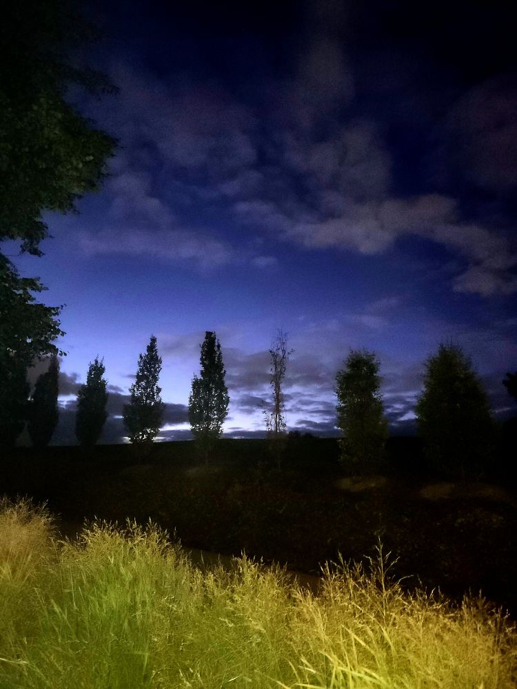 In the foreground, a park light illuminates long, decorative grasses. In the background, trees stand in silhouette against a cloudy blue sky at dawn. 