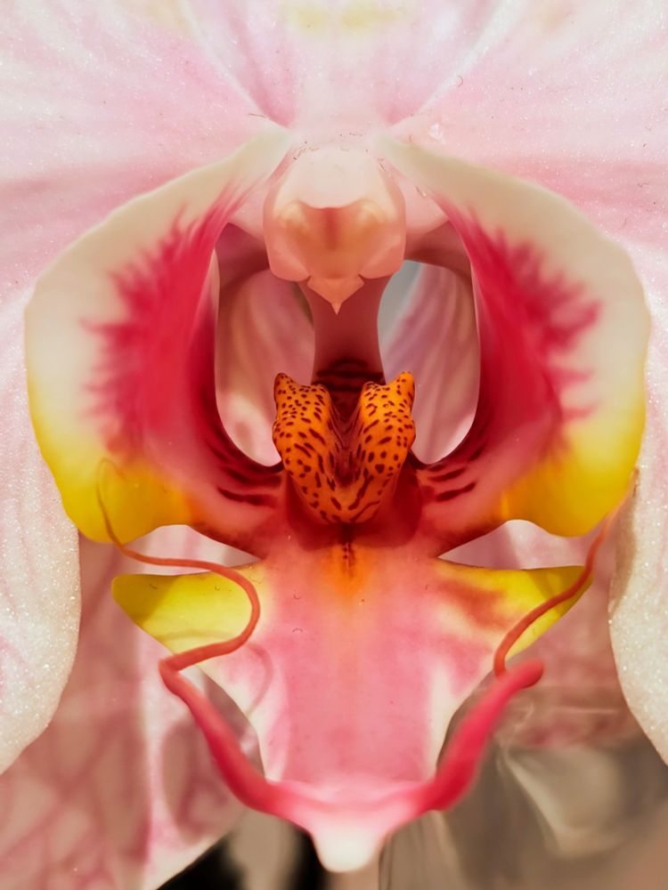 Closeup of the deep pink, speckled orange & yellow center of a pale pink Moth Orchid. 