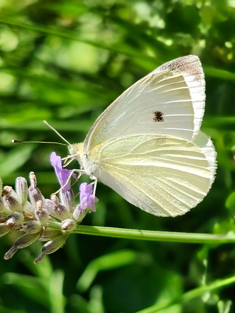 This Cabbage White butterfly, a distinctive black spot markings its creamy wing, drinks nectar from the pale purple flower of a Lavender sprig. 