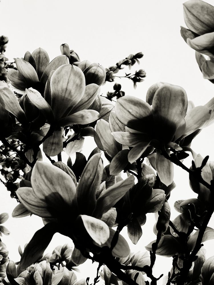A black and white image of Magnolia flowers in bloom. 