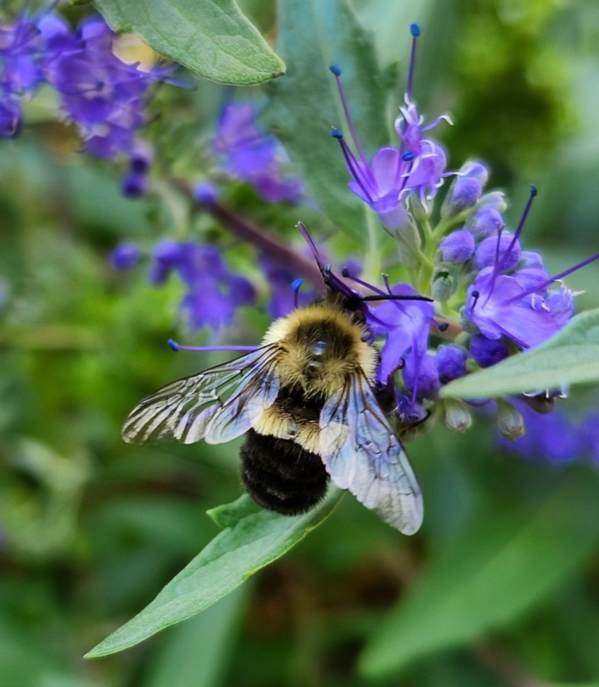 A Bumblebee spreads its wings while drinking nectar from the small blue flowers of a Caryopteris shrub. 