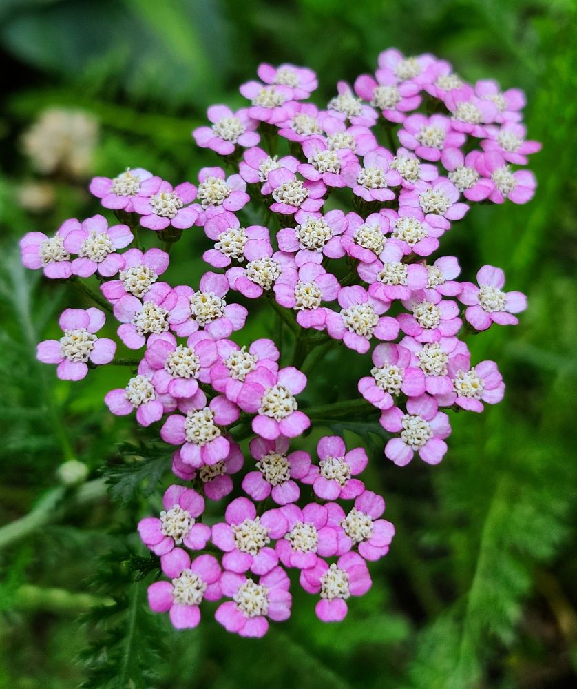 A cluster of the flowers of the Yarrow plant, which have both pink rays and white florets with yellow centers. They are surrounded by green, fern-like leaves.