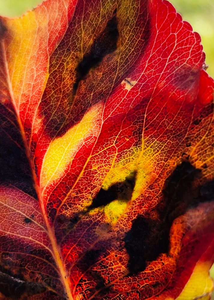 A close-up image of a multi-coloured fall leaf. 