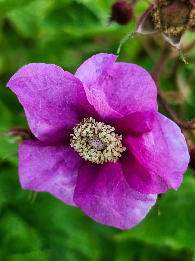 The Flowering Raspberry shrub produces these rose-like, deep pink flowers with papery petals and showy cream stamens.