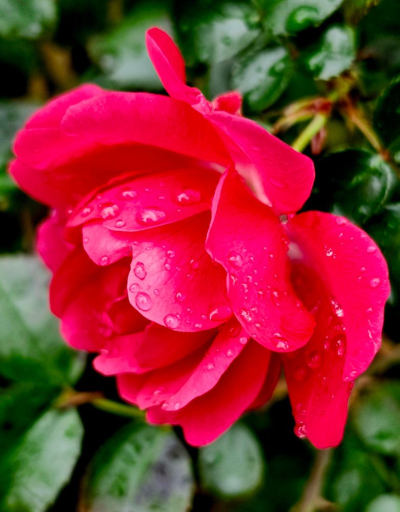 A side view of a red rose dotted with raindrops against a backdrop of greenery. 
