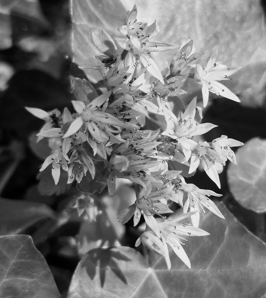 A black and white image of English Stonecrop. This cluster of star-shaped flowers, each with five petals and prominent stamens, is surrounded by veined, oval leaves. 
