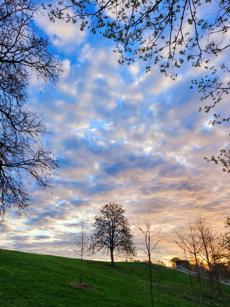 A chestnut tree on a grassy hill in silhouette against a cloudy blue sky at dawn. 