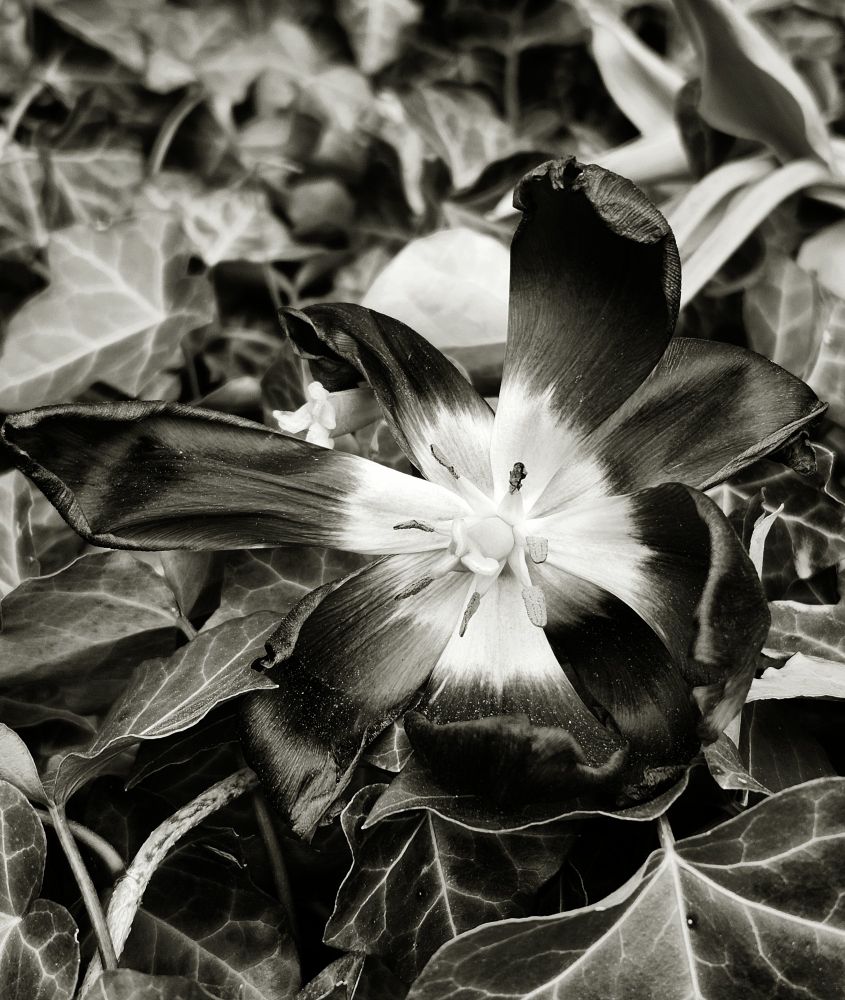 A black and white image of a wind-blown dark Tulip with a light centre against a backdrop of ivy. 