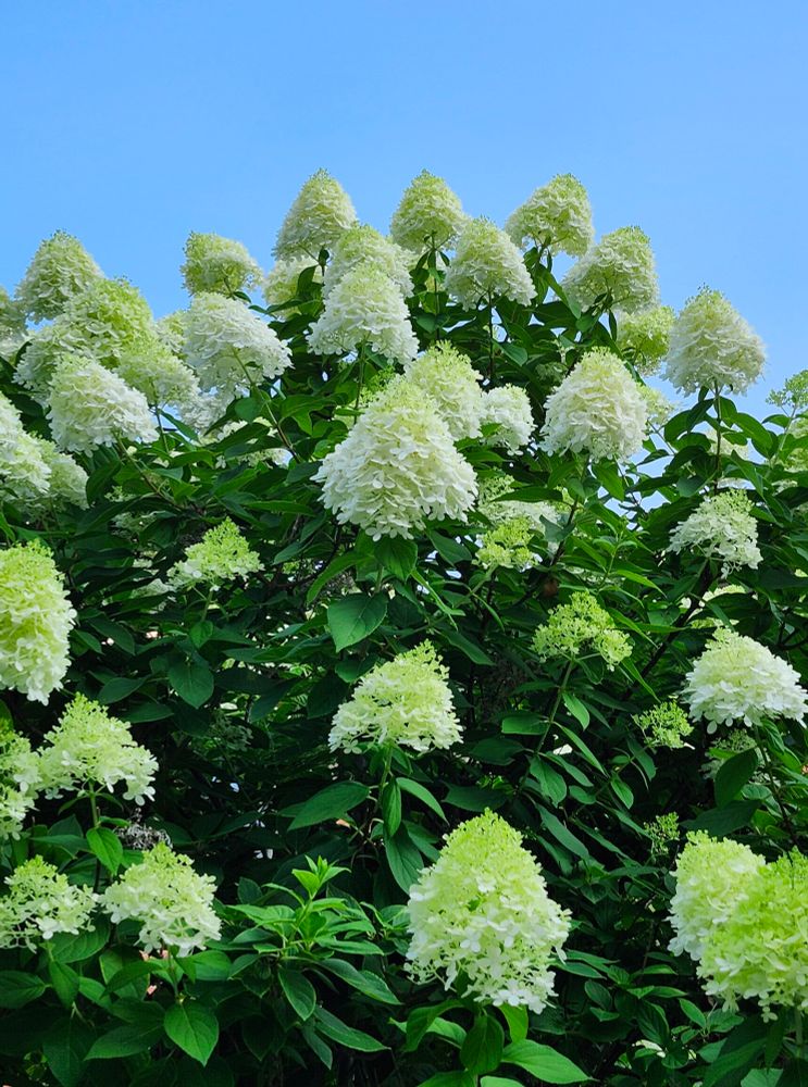This tall Pee Gee Hydrangea  has multiple, cone-shaped flower clusters that have a greenish tinge when they first bloom before ripening into a bright white. Surrounded by green leaves, this tall and beautiful shrub reaches into a clear blue sky. 