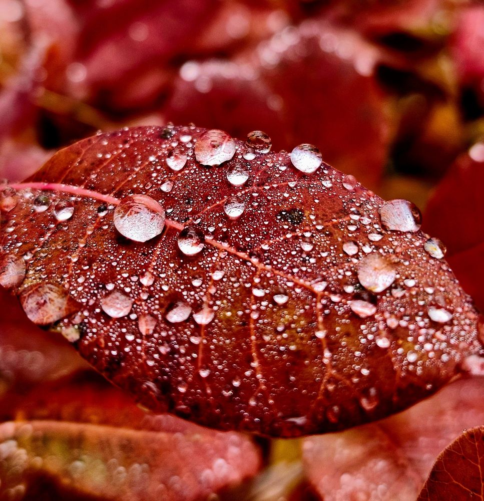 Raindrops pool on the surface of an autumn red Dianthus leaf.