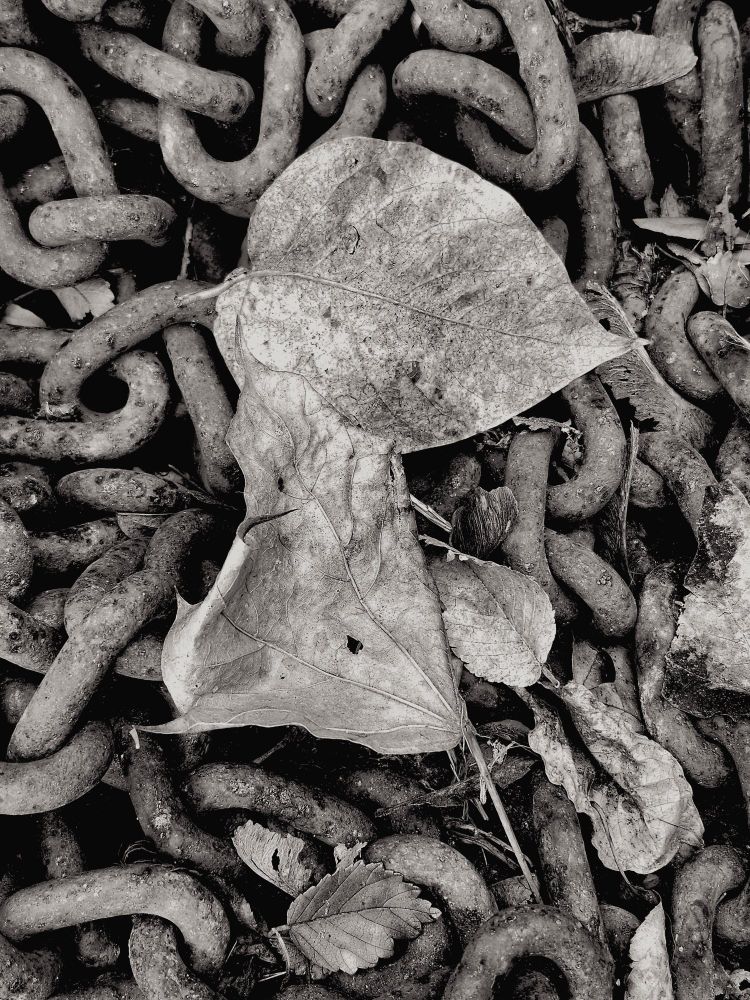 A black and white image of autumn leaves atop the rusted links of an iron chain.