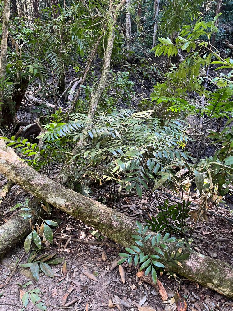 a specimen of Bowenia spectabilis growing on the forest floor of Daintree rainforest, northeast Queensland
