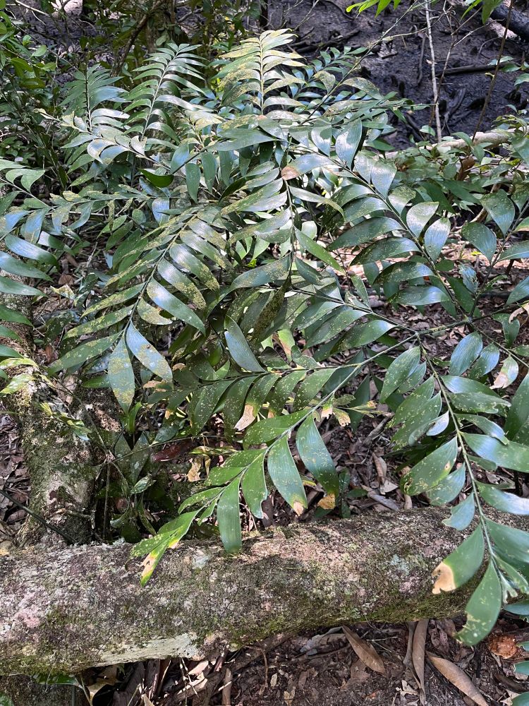a specimen of Bowenia spectabilis growing on the forest floor of Daintree rainforest, northeast Queensland