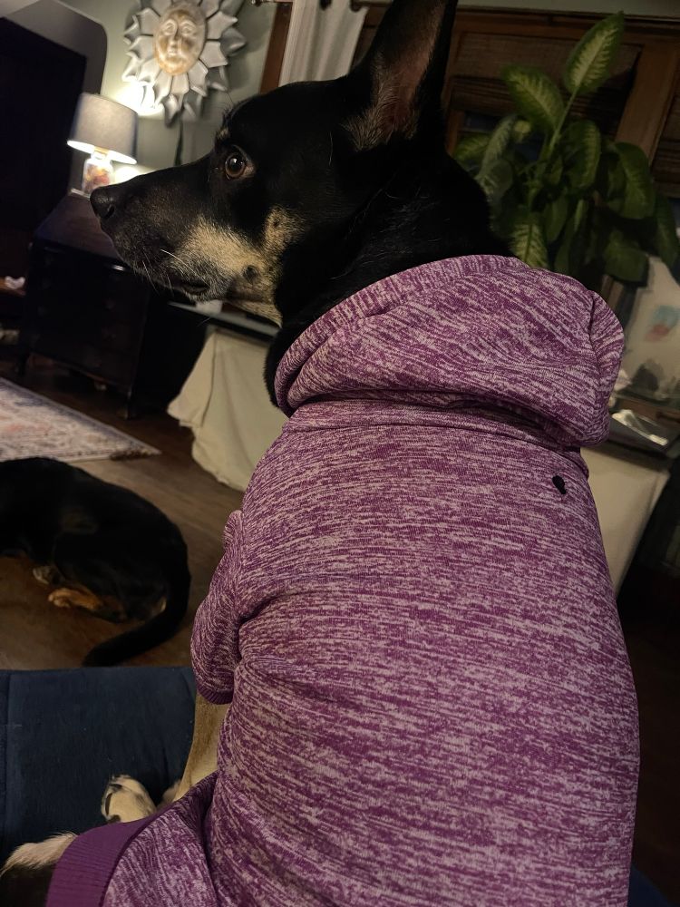 The profile of a black dog sitting on a chair, wearing a purple heather hoodie. 