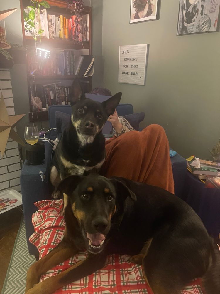 Two black dogs sit on a blue chair behind them is their human barely visible