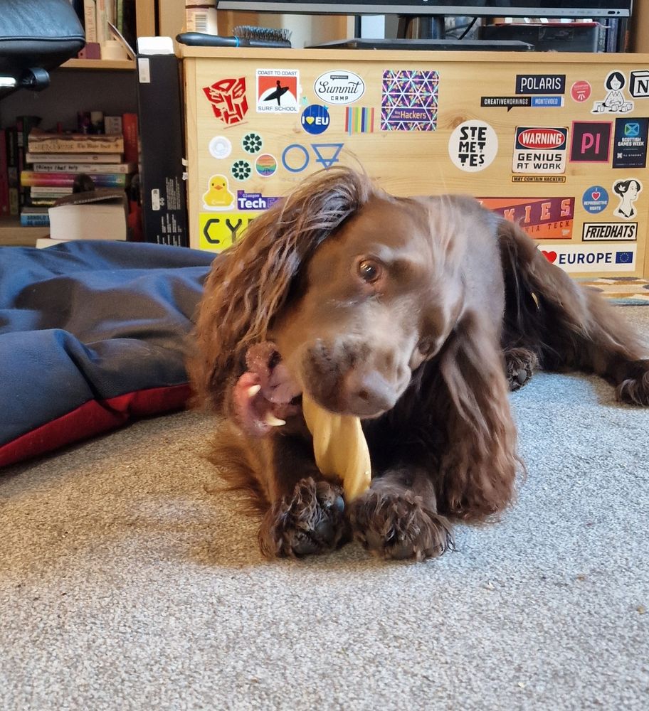 A brown springer spaniel chews on a big treat with enthusiasm and determination. 