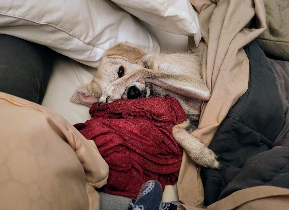 The puppy has been awakened by the sound of the camera shutter. She has raised her head slightly to look at the source of the offending noise. The ear that was stretched out is now flopped over and her other ear is visible; her nose  is peeking out from under the maroon fabric. 

One paw is still positioned over the covers but the other is now hooked over her snout, blocking one eye while the other eye stares balefully at the photographer. She is no longer smiling. 