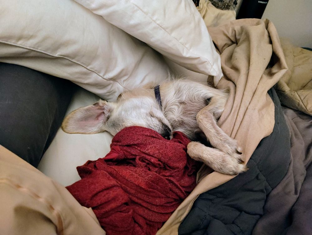 A tan puppy sleeps under the covers, with both paws out and her eyes and nose covered by a piece of maroon fabric. Her visible ear is flopped up so that the pink inner part is visible and she appears to be smiling in her sleep. 