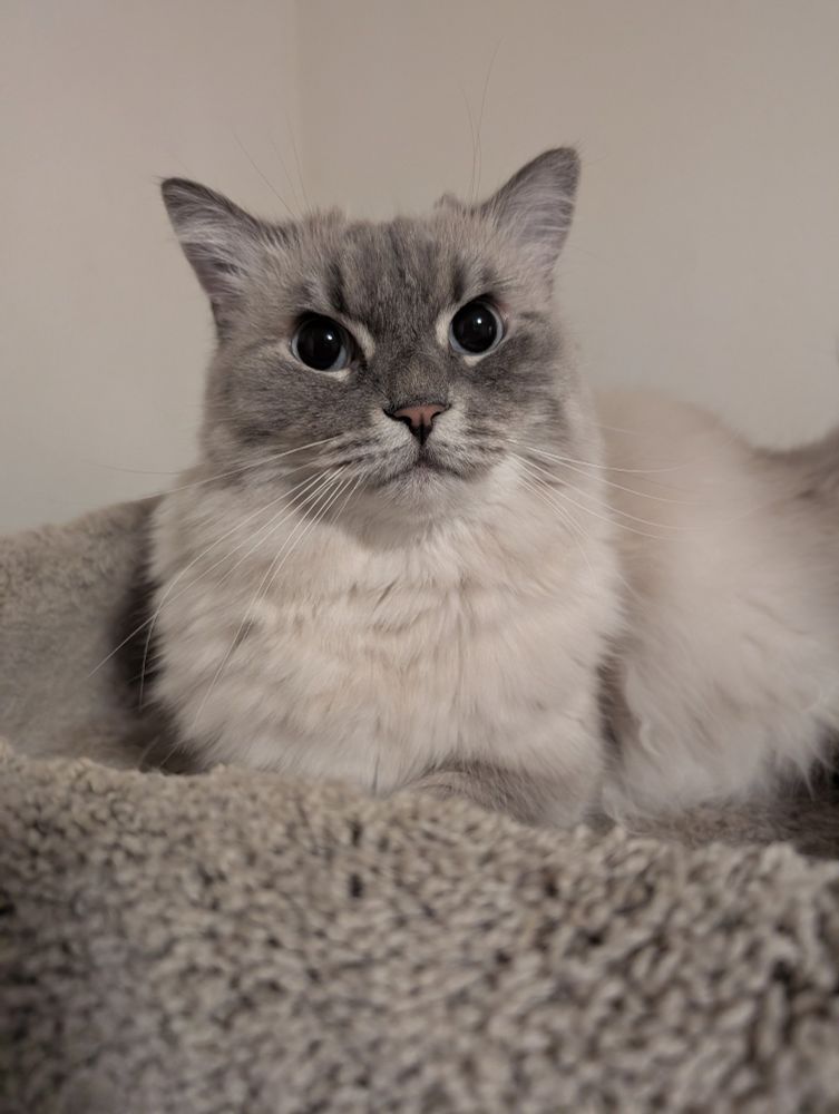 A picture of a smokey grey and white ragdoll cat 
