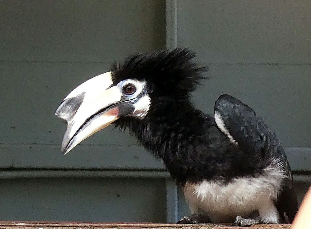 Das Bild zeigt den Kopf und den oberen Teil des Körpers eines Orientalischen Nashornvogels (Anthracoceros albirostris).
​Das Gefieder ist überwiegend schwarz, mit auffälligen weißen Partien am Bauch und an den Flügelspitzen. Charakteristisch ist der große, nach oben gebogene, elfenbeinfarbene Schnabel mit einem schwarzen Fleck und einem deutlichen weißen Horn (Casque) darauf. Die Augen sind dunkel, umgeben von einer hellen, fast weißen Augenpartie. Der Vogel hat ein leicht struppiges, schwarzes Kopfgefieder. Er sitzt auf einer dunklen Oberfläche vor einem hellgrauen bis weißen Hintergrund, der aus vertikalen oder horizontalen Paneelen oder Latten zu bestehen scheint.