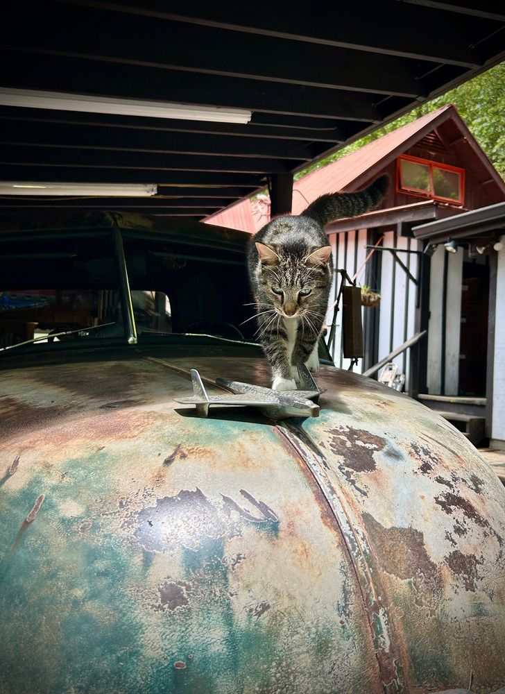 A photo of a cat in the hood of an old car with a cool airplane hood ornament 