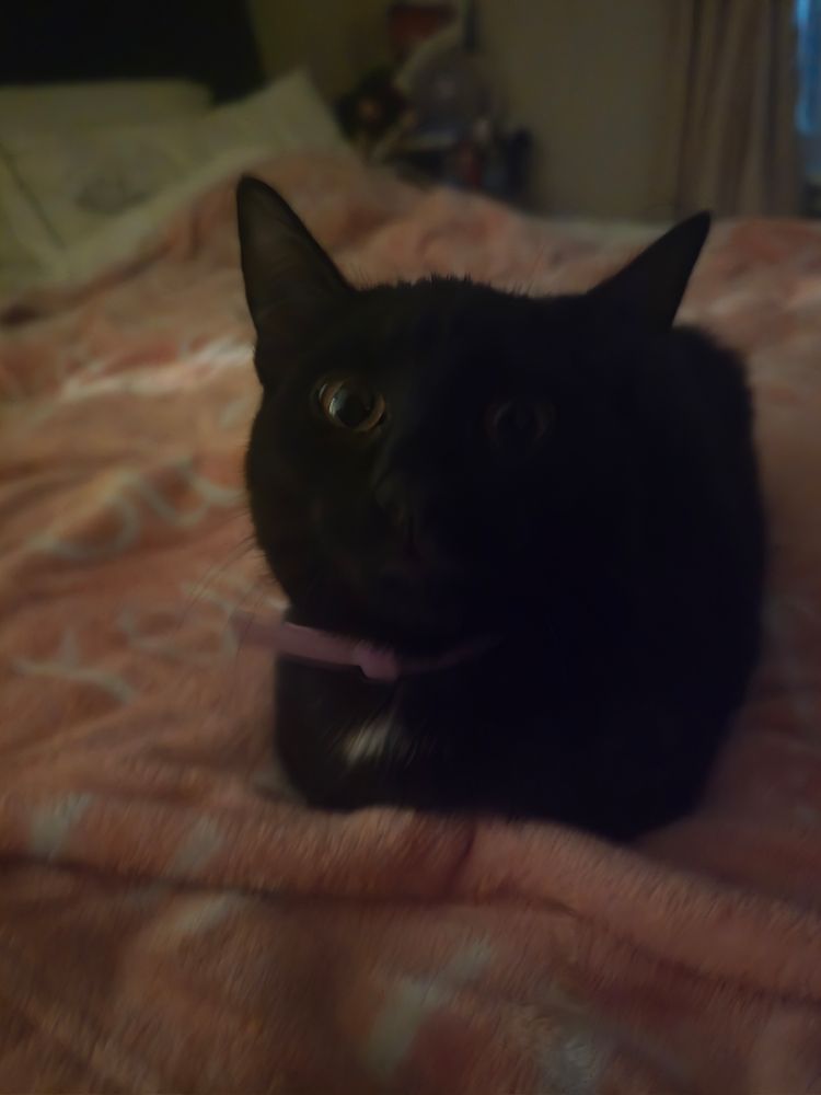 ivy loafing on the bed