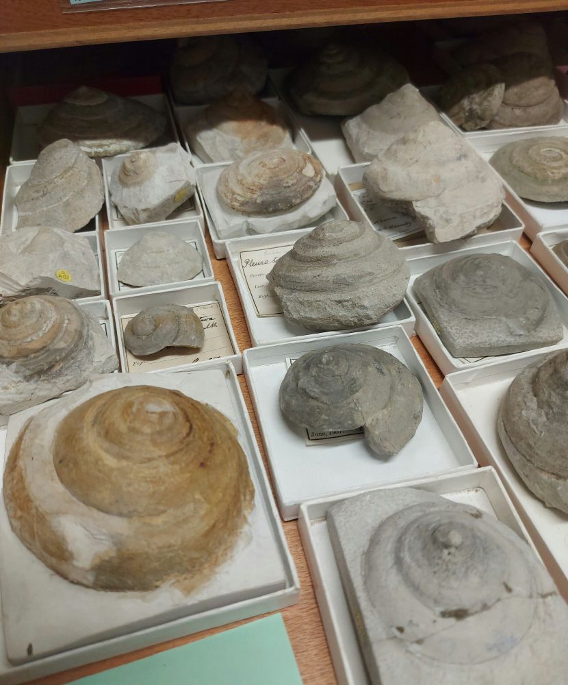 A drawer full of fossil snail shells preserved in white and grey chalk.